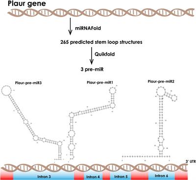 Identification of a Novel Small RNA Encoded in the Mouse Urokinase Receptor uPAR Gene (Plaur) and Its Molecular Target Mef2d